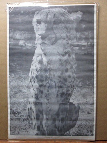 Poster born free 1970 peace - born,